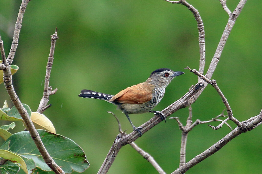 Rufous-winged Antshrike male adult