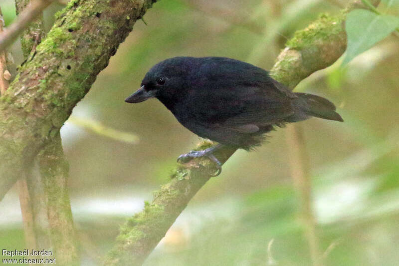 Recurve-billed Bushbird male adult, identification