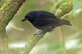 Recurve-billed Bushbird