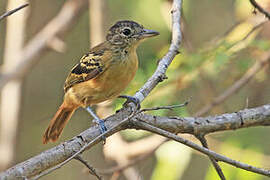 Black-backed Antshrike