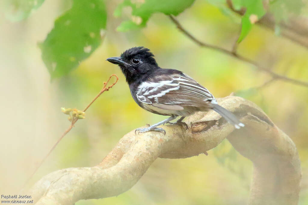 Black-backed Antshrike male adult, identification