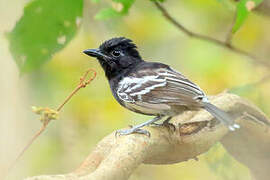 Black-backed Antshrike