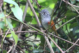 Rufous-backed Antvireo