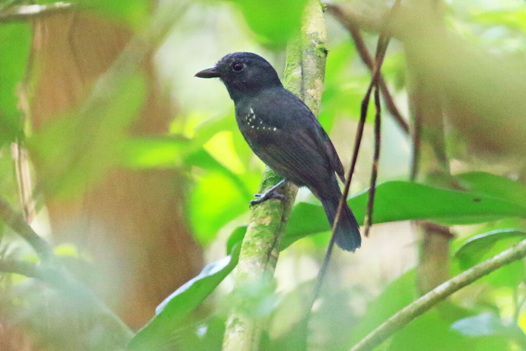 White-shouldered Antshrike male