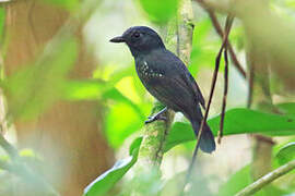 White-shouldered Antshrike