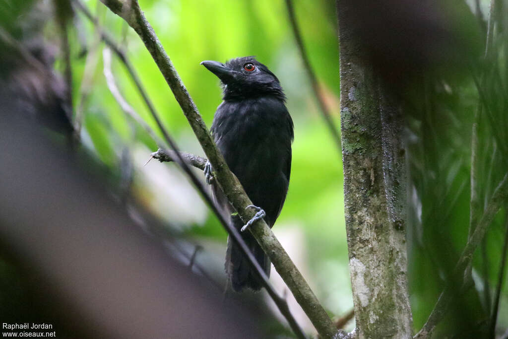 Black-throated Antshrike male adult