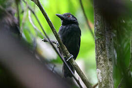 Black-throated Antshrike