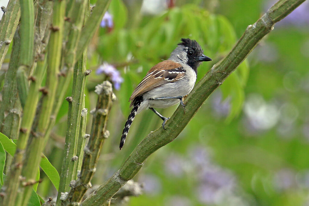 Silvery-cheeked Antshrike male adult