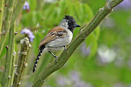 Silvery-cheeked Antshrike