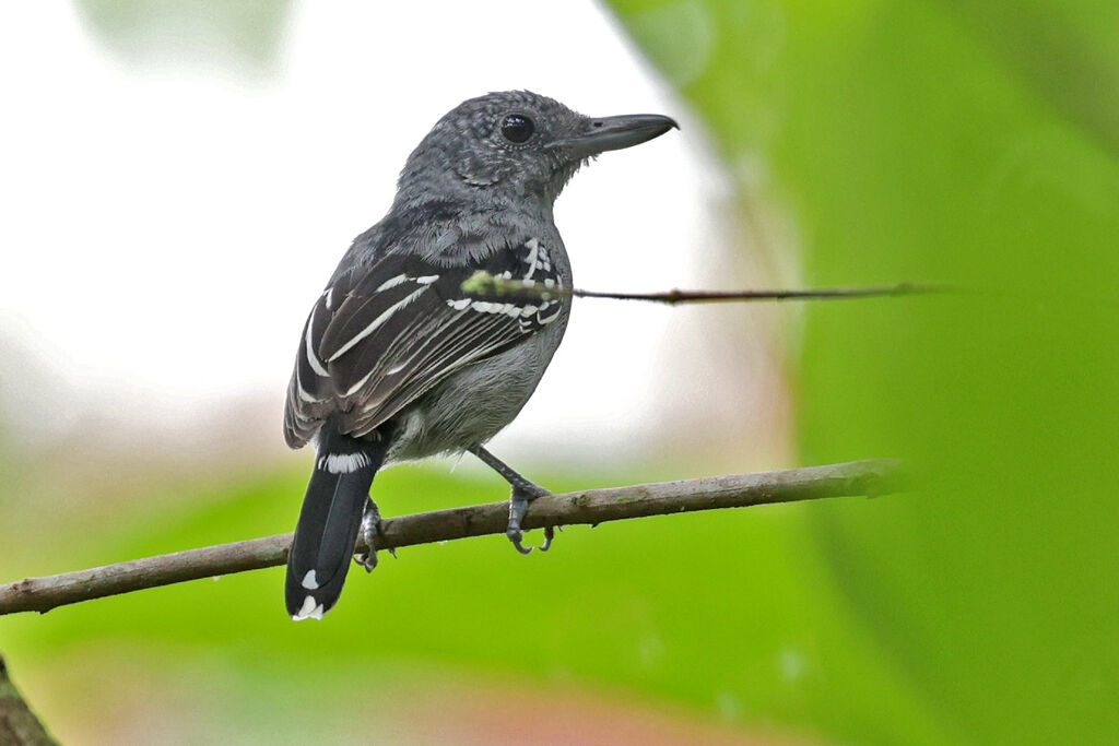 Black-crowned Antshrike male adult