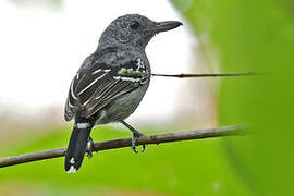 Black-crowned Antshrike