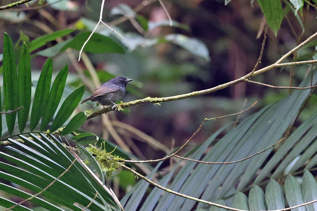 Batara à points blancsjuvénile