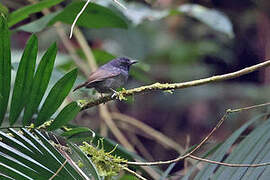 White-streaked Antvireo