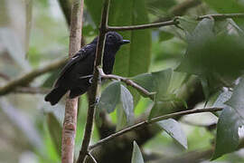 White-streaked Antvireo