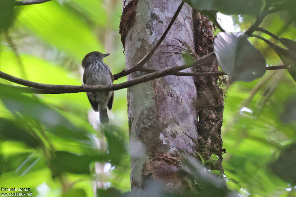 White-streaked Antvireo female adult