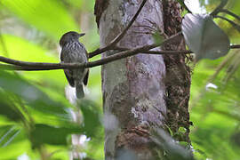 White-streaked Antvireo