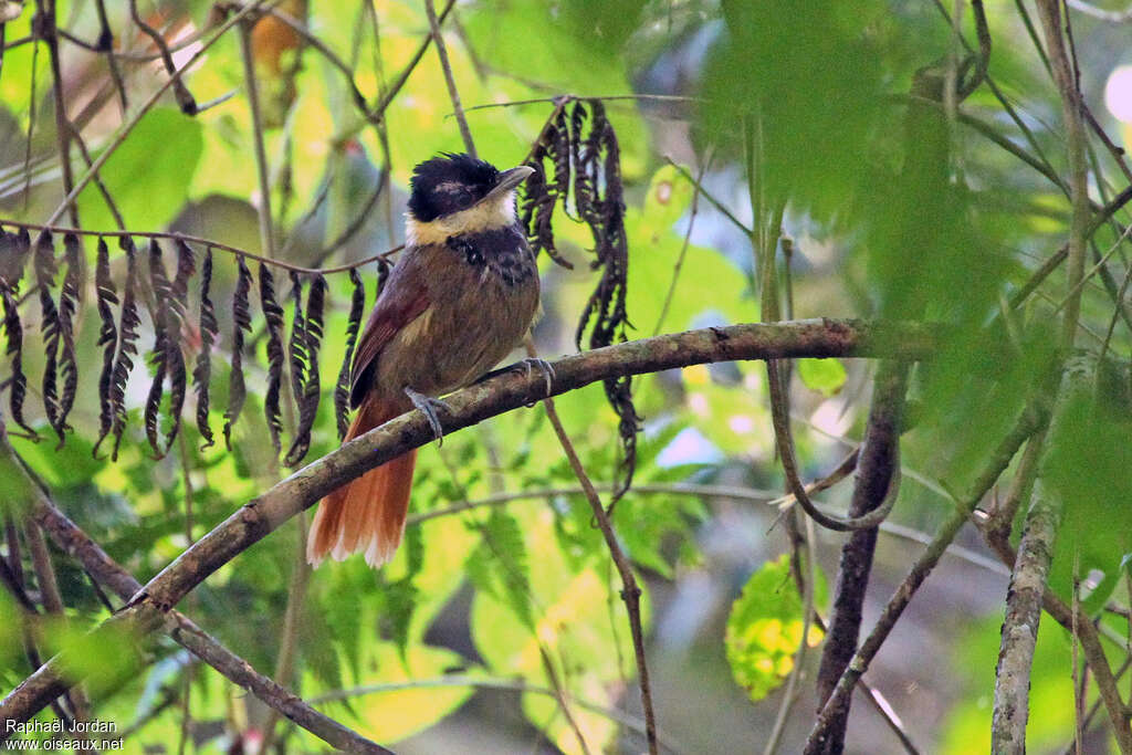 Batara à poitrine noire mâle adulte, identification