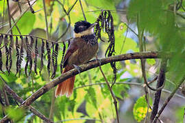 White-bearded Antshrike