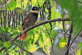 White-bearded Antshrike