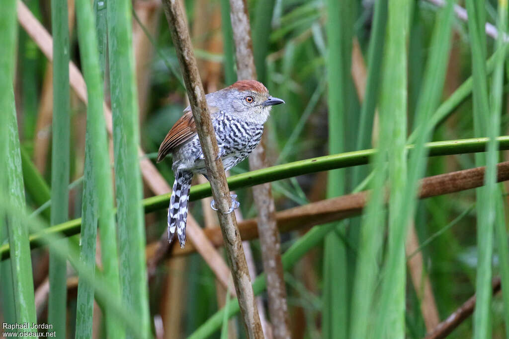 Batara à tête rousse mâle adulte, identification