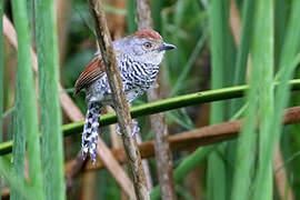 Rufous-capped Antshrike