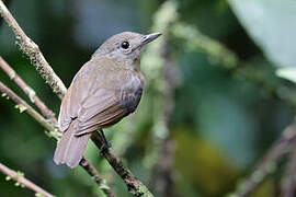 Dusky-throated Antshrike