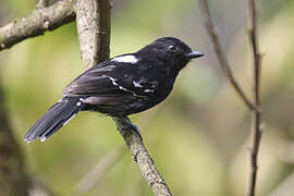 Variable Antshrike