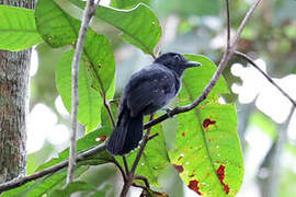 Acre Antshrike