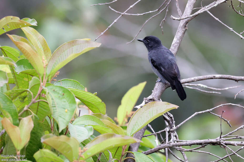 Acre Antshrike male adult, moulting