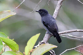 Acre Antshrike