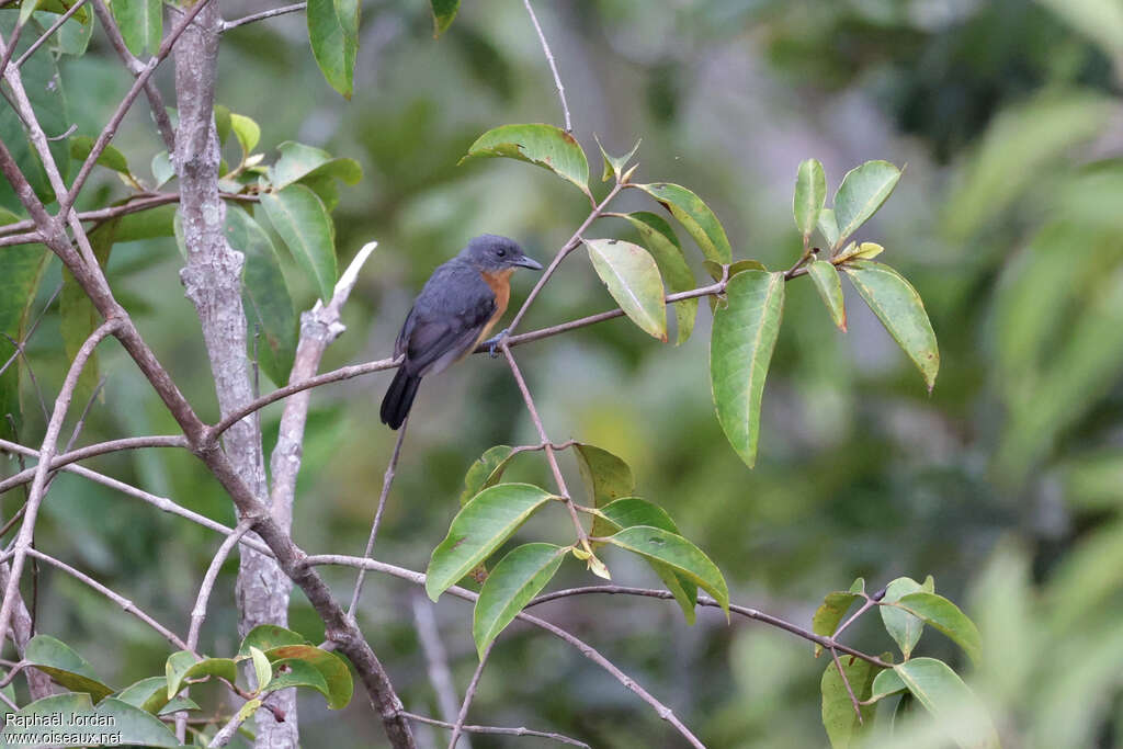 Acre Antshrike female adult