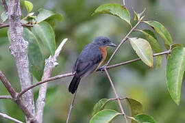 Acre Antshrike