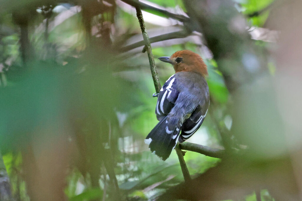 Amazonian Antshrike female adult