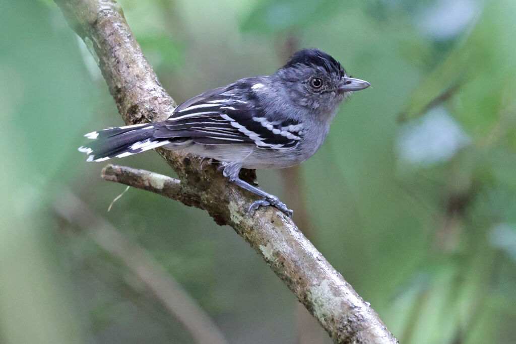 Bolivian Slaty Antshrike male adult