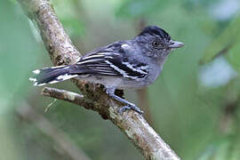 Bolivian Slaty Antshrike