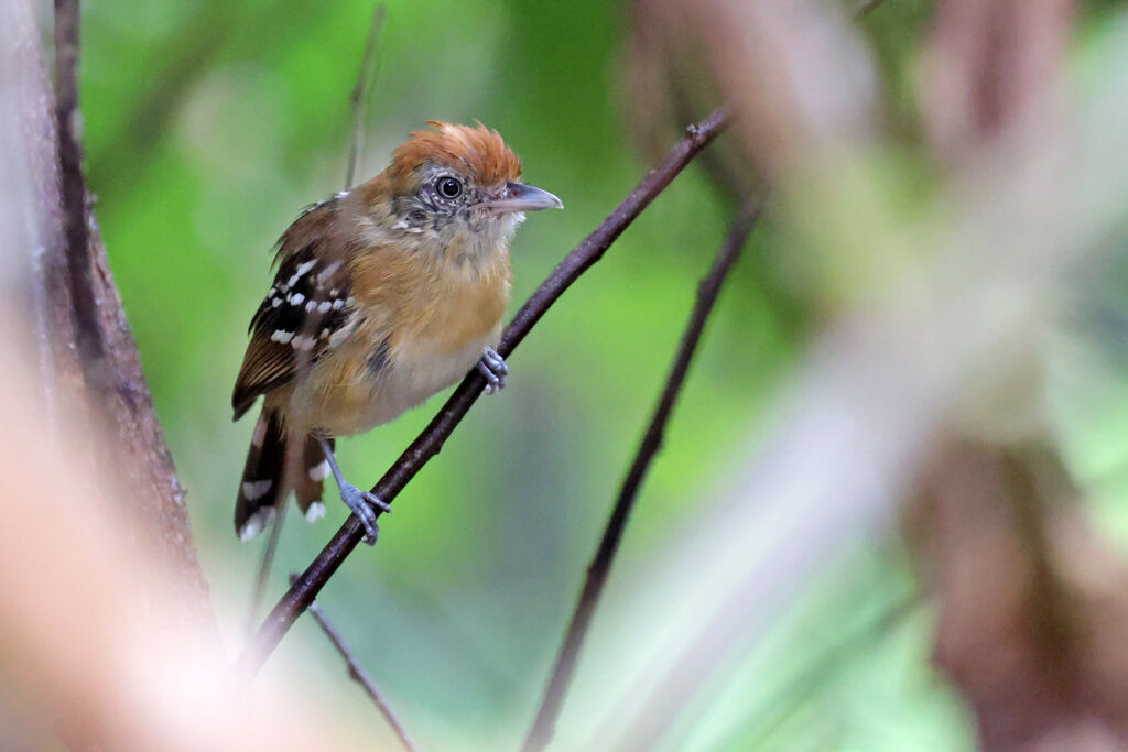 Bolivian Slaty Antshrike female adult