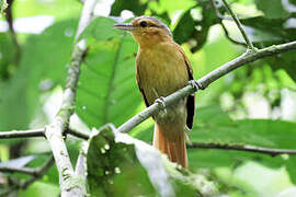 Rufescent Antshrike