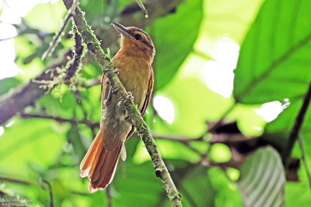 Rufescent Antshrike