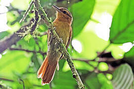 Rufescent Antshrike