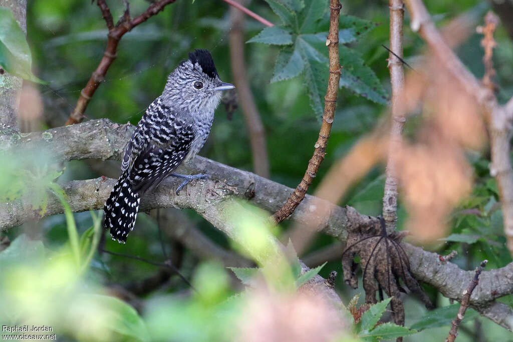 Chapman's Antshrike male adult, identification