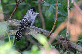 Chapman's Antshrike