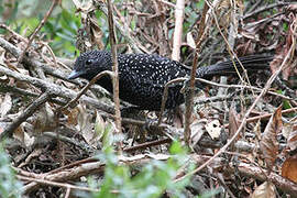 Large-tailed Antshrike