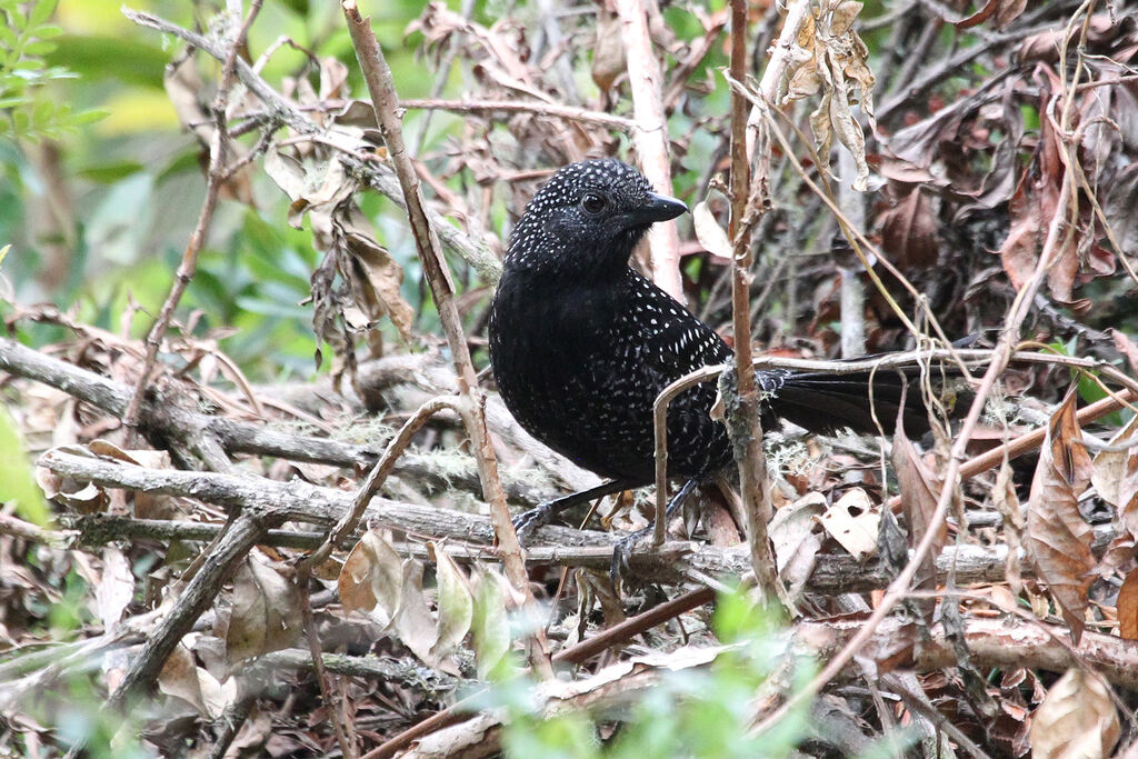 Large-tailed Antshrike male adult