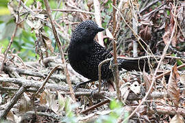 Large-tailed Antshrike