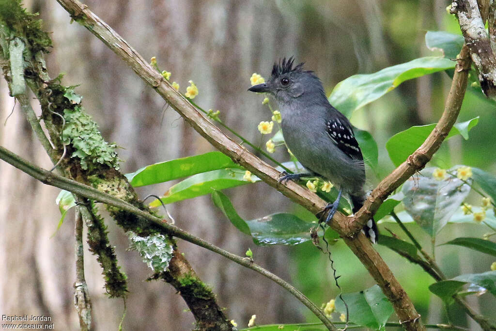 Batara de Natterer mâle adulte, identification