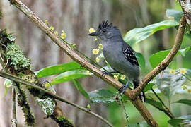 Natterer's Slaty Antshrike