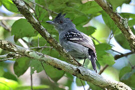 Natterer's Slaty Antshrike