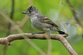 Planalto Slaty Antshrike