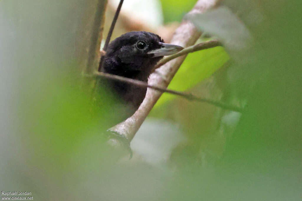 Batara des fourrés mâle adulte