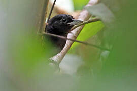 Black Bushbird